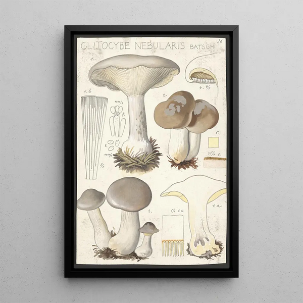 Clitocybe nébuleux Batsch 2 - Hans Baldung — cuadro enmarcado en la pared