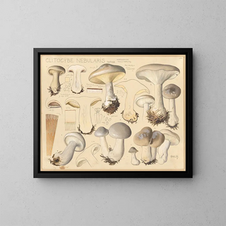 Clitocybe nébuleux - Hans Baldung — framed artwork on a wall