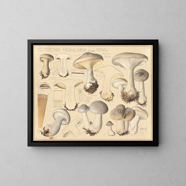 Clitocybe nébuleux - Hans Baldung — cuadro enmarcado en la pared