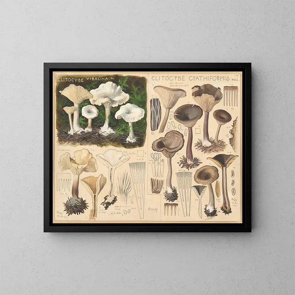 Clitocybe vibecina y Clitocybe cyathiformis - Hans Baldung — cuadro enmarcado en la pared