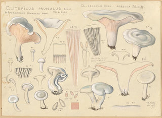 Clitopile prunule - Hans Baldung — vista de la obra