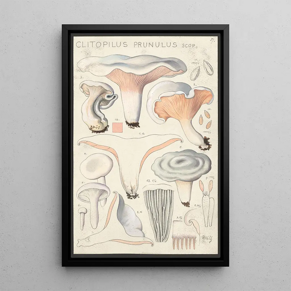 Clitopilus prunulus Scop - Hans Baldung — cuadro enmarcado en la pared