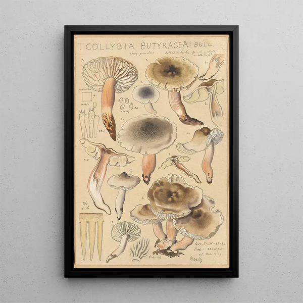 Collybie beurrée - Hans Baldung — cuadro enmarcado en la pared