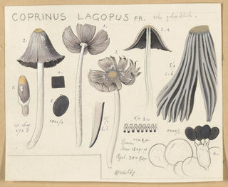 Coprinus lagopus - Hans Baldung — artwork view