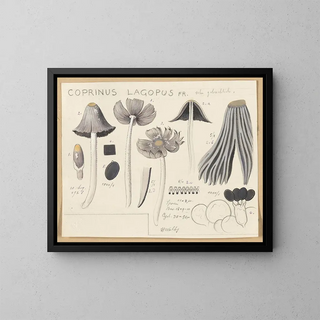 Coprinus lagopus - Hans Baldung — framed artwork on a wall