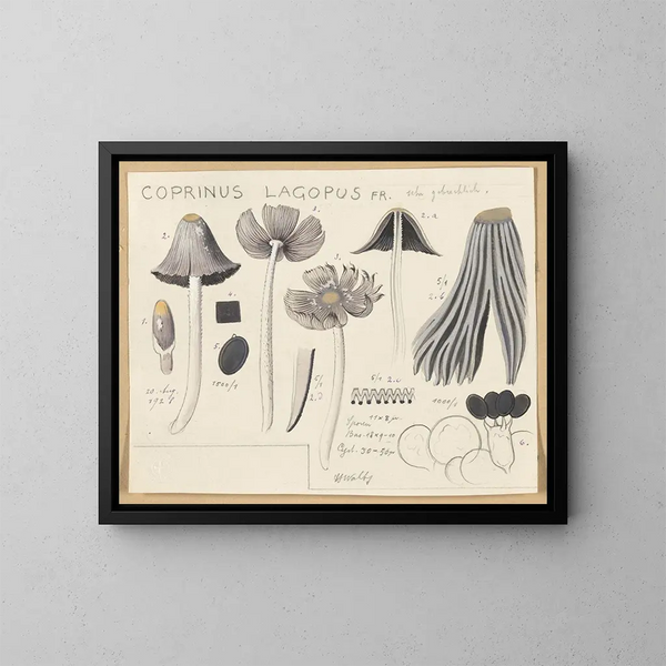 Coprinus lagopus - Hans Baldung — cuadro enmarcado en la pared