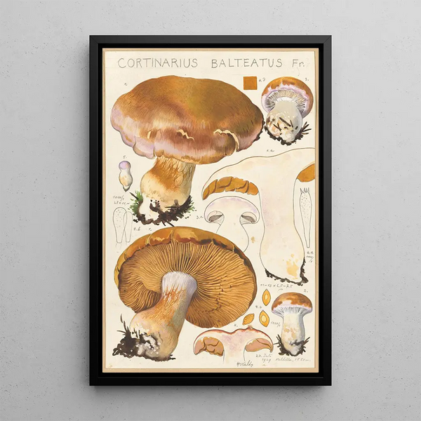 Cortinaire ceinturé Fr - Hans Baldung — cuadro enmarcado en la pared