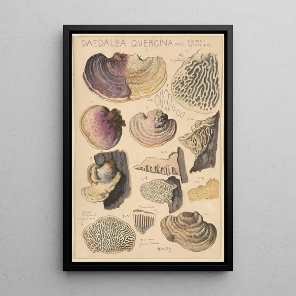 Daedalea quercina - Hans Baldung — framed artwork on a wall