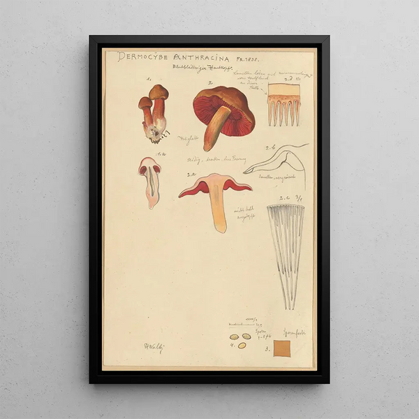 Dermocybe anthracina Fr - Hans Baldung — framed artwork on a wall