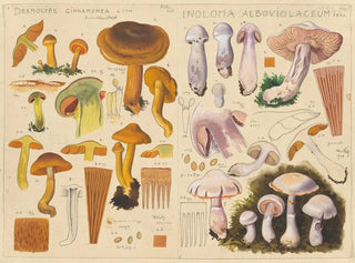 Dermocybe cinnamomea Inoloma alboviolaceum - Hans Baldung — artwork view