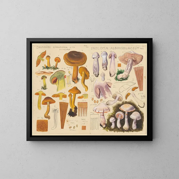 Dermocybe cinnamomea Inoloma alboviolaceum - Hans Baldung — cuadro enmarcado en la pared