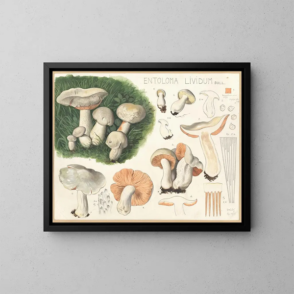 Entolome livide - Hans Baldung — cuadro enmarcado en la pared