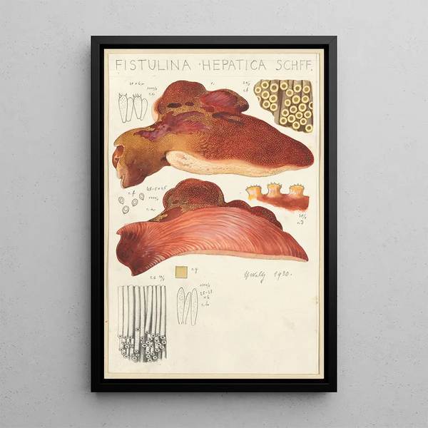 Hepatic Fistuline Painting - Hans Baldung — framed artwork on a wall