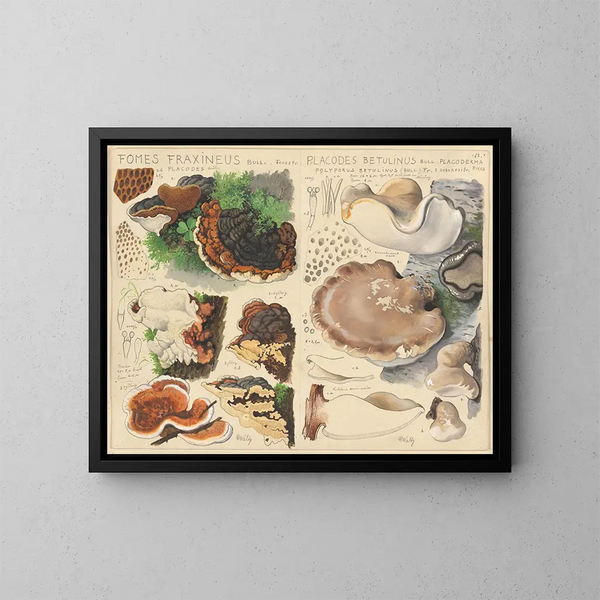 Fomes fraxineus y Placodes betulinus - Hans Baldung — cuadro enmarcado en la pared