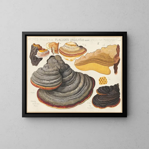 Fomes pinicola, Placodes ungulatus, Ungulina marginata - Hans Baldung — cuadro enmarcado en la pared