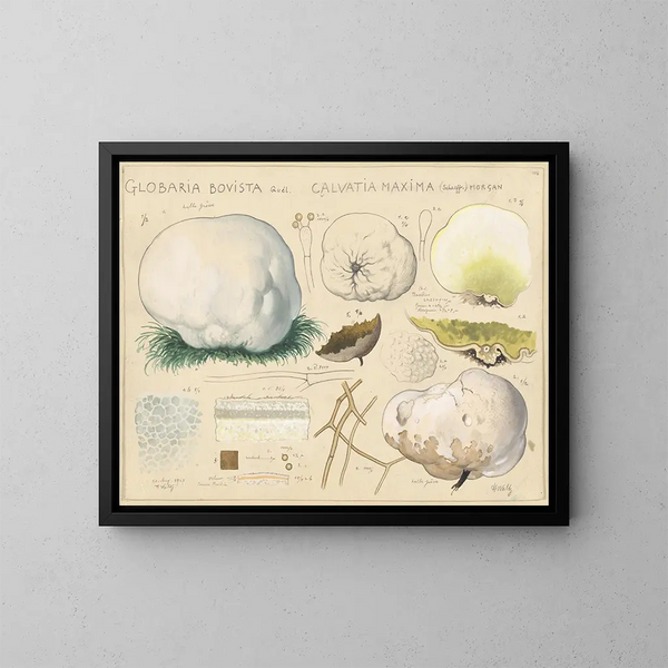 Globaria bovista y Calvatia maxima - Hans Baldung — cuadro enmarcado en la pared