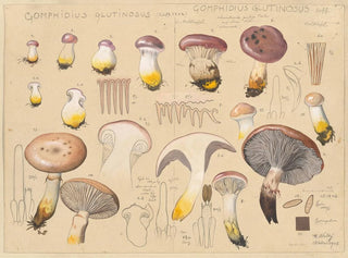 Gomphidius glutinosus - Hans Baldung | Painting — artwork view