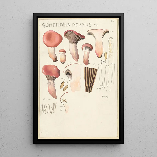 Gomphide rose - Hans Baldung — framed artwork on a wall