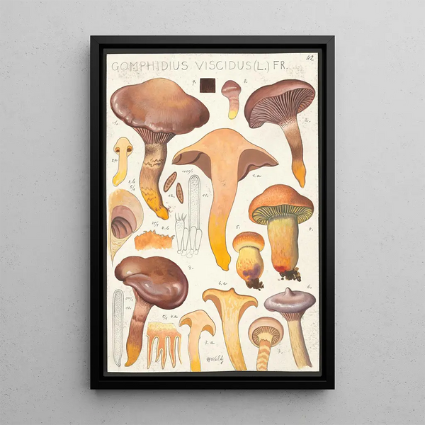 Gomphide visqueux L Fr - Hans Baldung — framed artwork on a wall