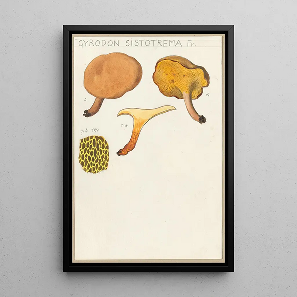 Gyrodon sistotrema Fr - Hans Baldung — framed artwork on a wall