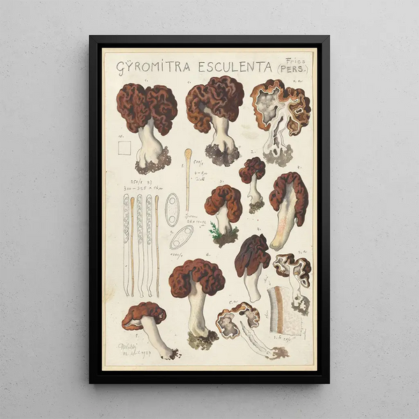 Edible Gyromitre Painting - Hans Baldung — framed artwork on a wall