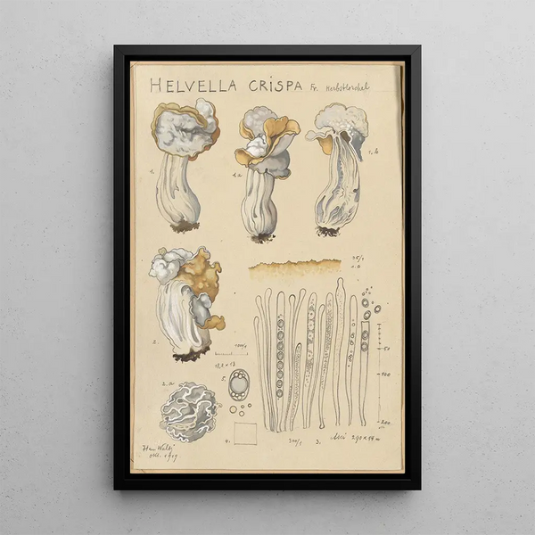 Helvelle Crinkled Painting - Hans Baldung — framed artwork on a wall