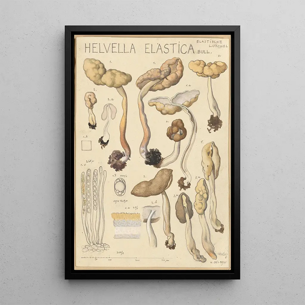 Helvelle Elastic Painting - Hans Baldung — framed artwork on a wall