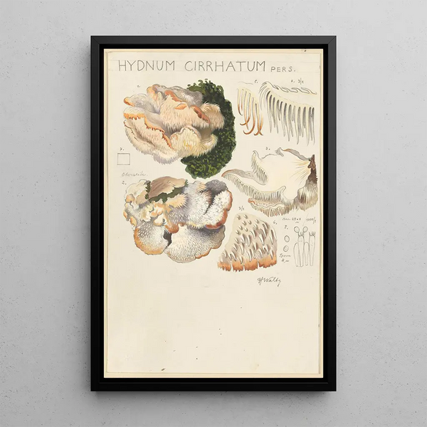 Hydne cirratum - Hans Baldung — framed artwork on a wall