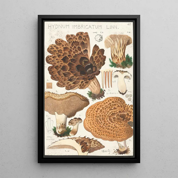 Hydne embedded Linn - Hans Baldung — framed artwork on a wall
