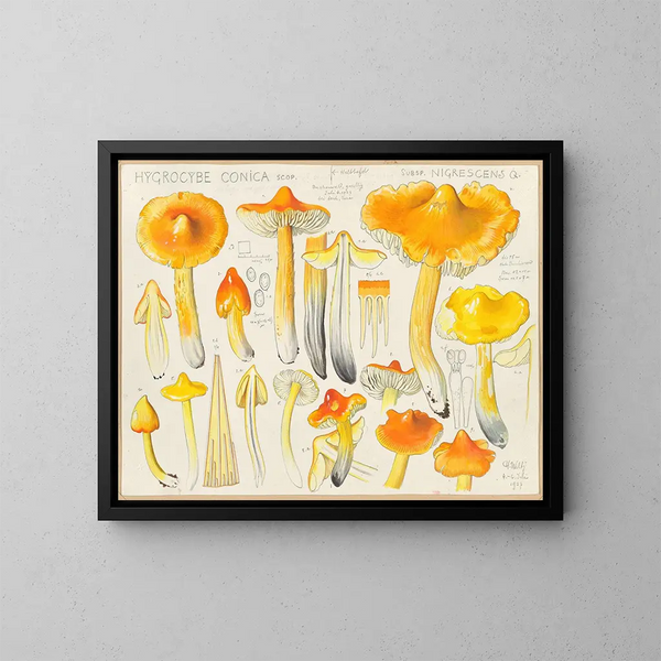 Hygrocybe conica subsp. nigrescens - Hans Baldung — cuadro enmarcado en la pared