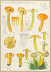 Hygrocybe obrussea Fries - Hans Baldung — vista de la obra