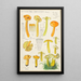 Hygrocybe obrussea Fries - Hans Baldung — cuadro enmarcado en la pared