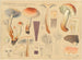 Hypholoma sublateritium - Hans Baldung — vista de la obra