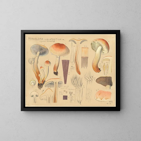 Hypholoma sublateritium - Hans Baldung — cuadro enmarcado en la pared