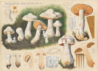 Inoloma malachium - Hans Baldung — artwork view