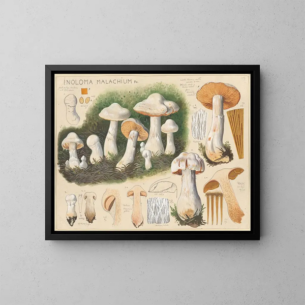 Inoloma malachium - Hans Baldung — cuadro enmarcado en la pared