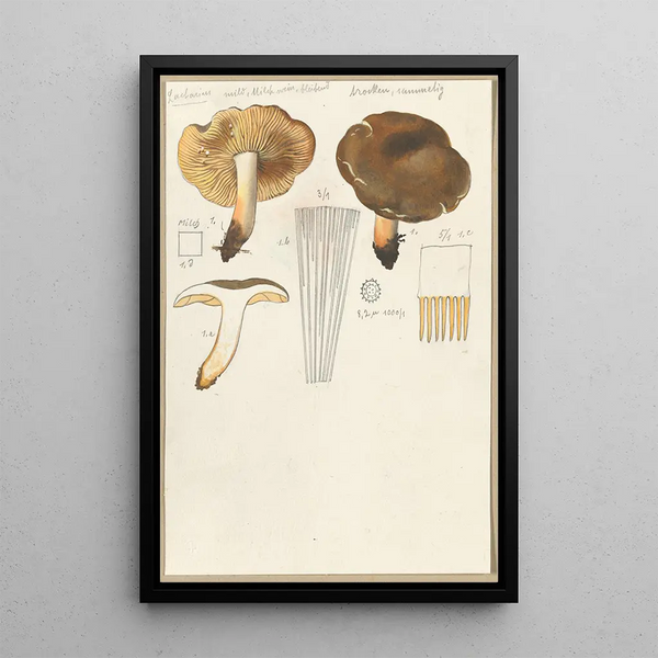 Lactaire - Hans Baldung — framed artwork on a wall