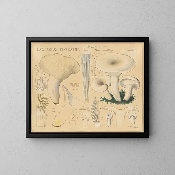 Lactaire poivré - Hans Baldung — cuadro enmarcado en la pared