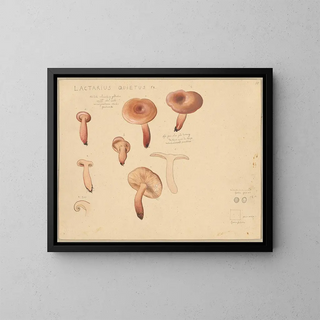 Silent Lactarius Painting - Hans Baldung — framed artwork on a wall