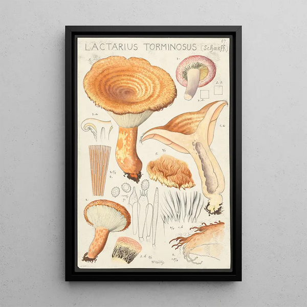 Lactaire tormineux Schaeff - Hans Baldung — framed artwork on a wall