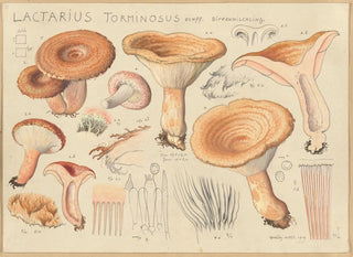 Lactaire torminosus - Hans Baldung — artwork view