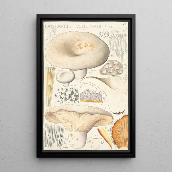 Lactaire velouté Fries - Hans Baldung — framed artwork on a wall