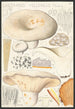 Lactaire velouté Fries - Hans Baldung — vista de la obra