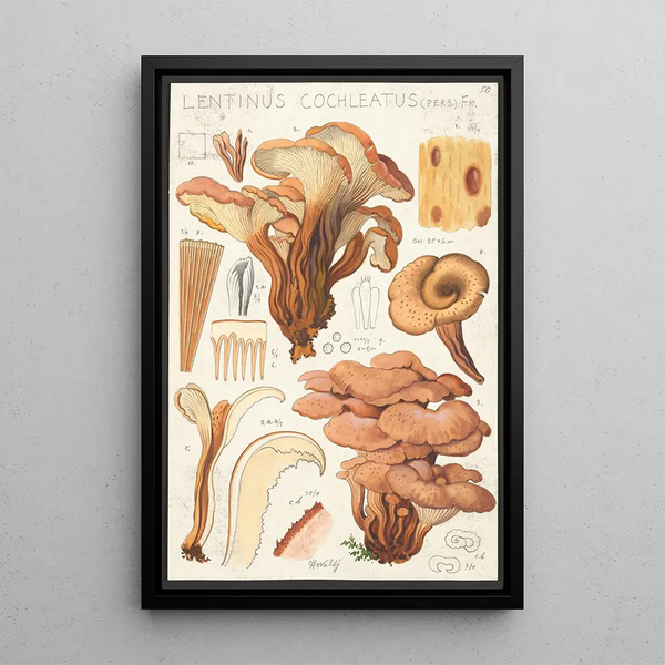 Lentinus cochleatus Pers Fr - Hans Baldung — framed artwork on a wall