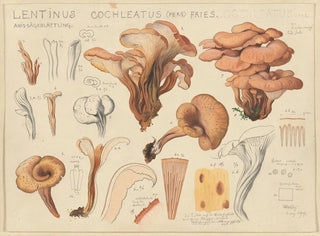 Lentinus cochleatus - Hans Baldung — vista de la obra