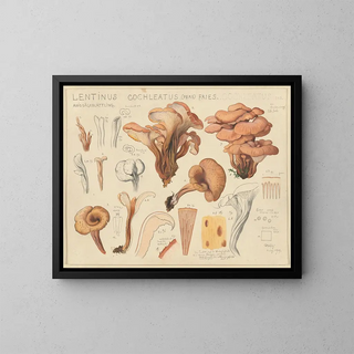 Lentinus cochleatus - Hans Baldung — cuadro enmarcado en la pared