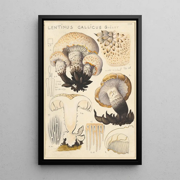 Lentinus gallicus - Hans Baldung — framed artwork on a wall