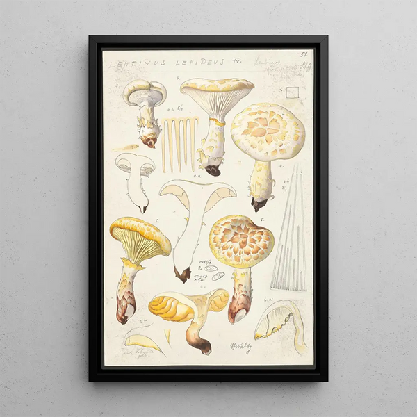 Lentinus lépide Fr Lentinus squamosus Schff lépide - Hans Baldung — framed artwork on a wall