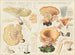 Lentinus squamosus y Lentinus cyathiformis - Hans Baldung — vista de la obra