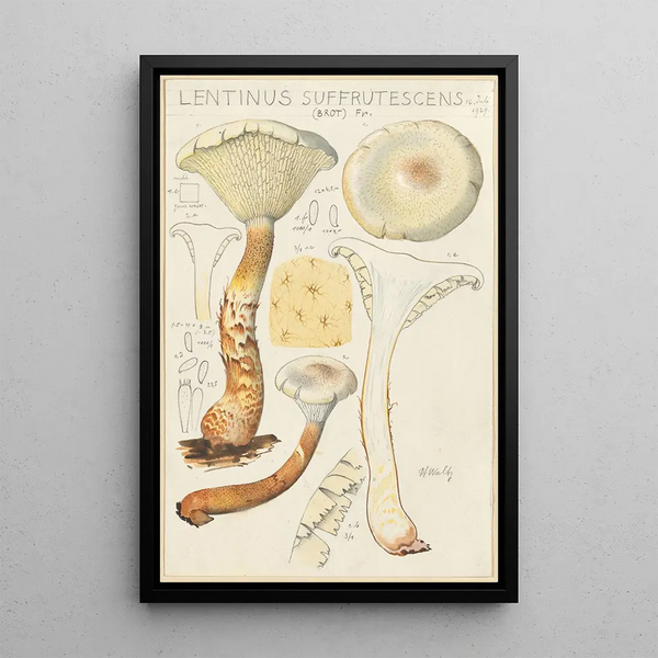Lentinus suffrutescens - Hans Baldung — framed artwork on a wall